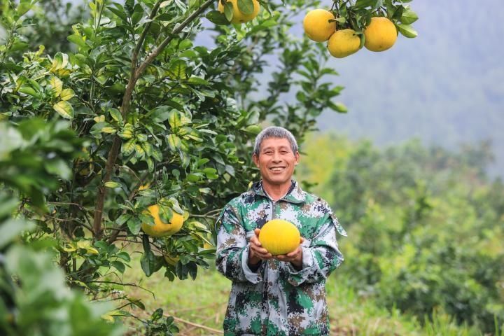 梁平|重庆梁平：“柚”是一年好滋味