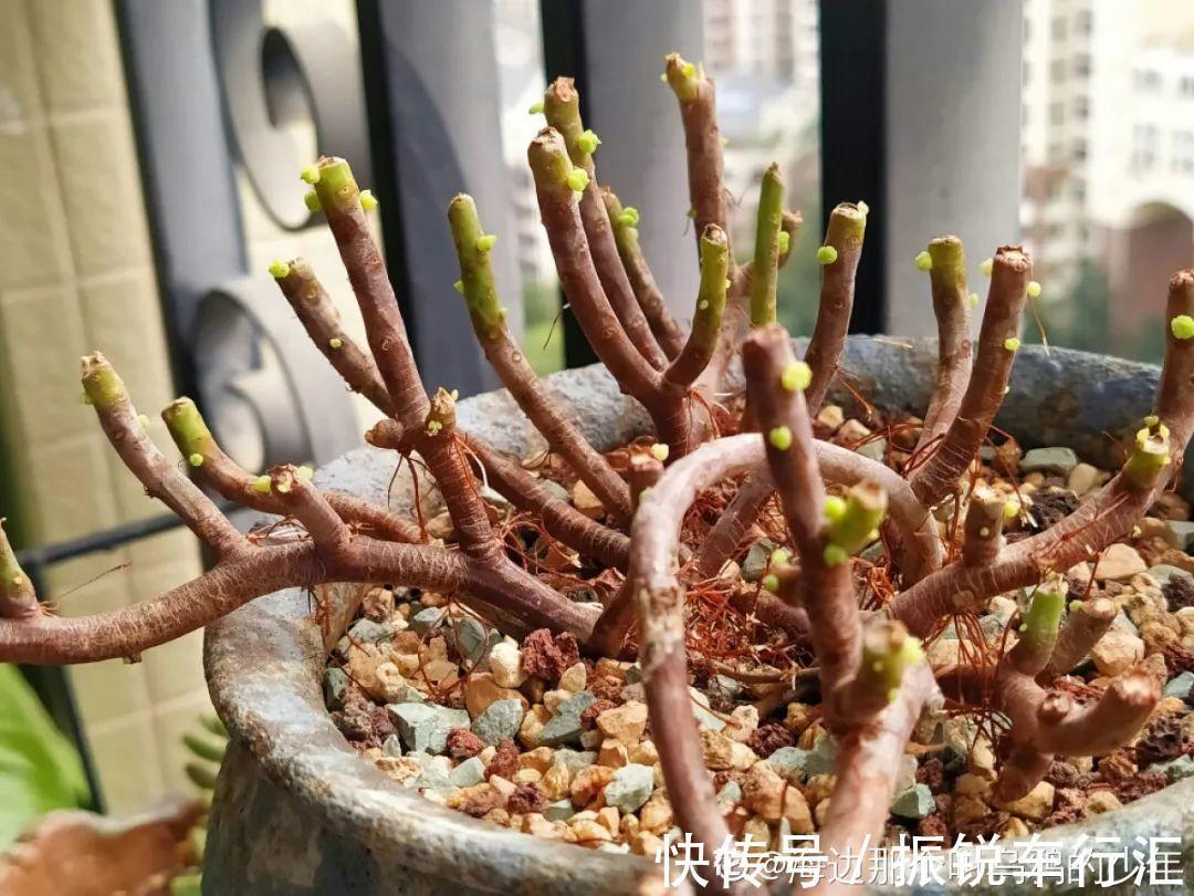 杆子|多肉长了“水桩”,不如砍了重来,实在太丑了