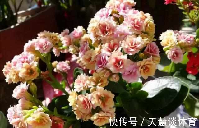 天气冷,六种花要“干养”,少水多晒才健壮,养成老桩更旺家