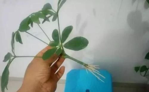 鸭掌木（八方来财）水泡出根了，怎样安全的载到盆里？