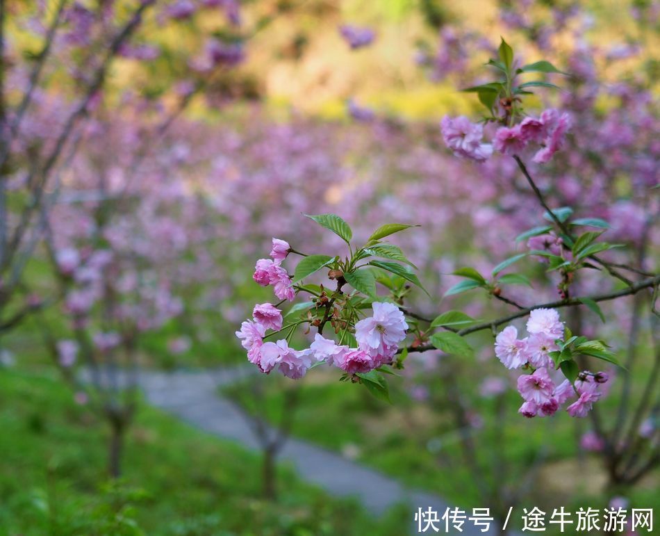 桐庐天子地，集樱花林、溶洞、湖泊峡谷的小众目的地，人少景美