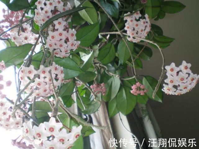 “5种”可吊起来养的花，好养易爆盆，开成大花球，开出100朵美翻
