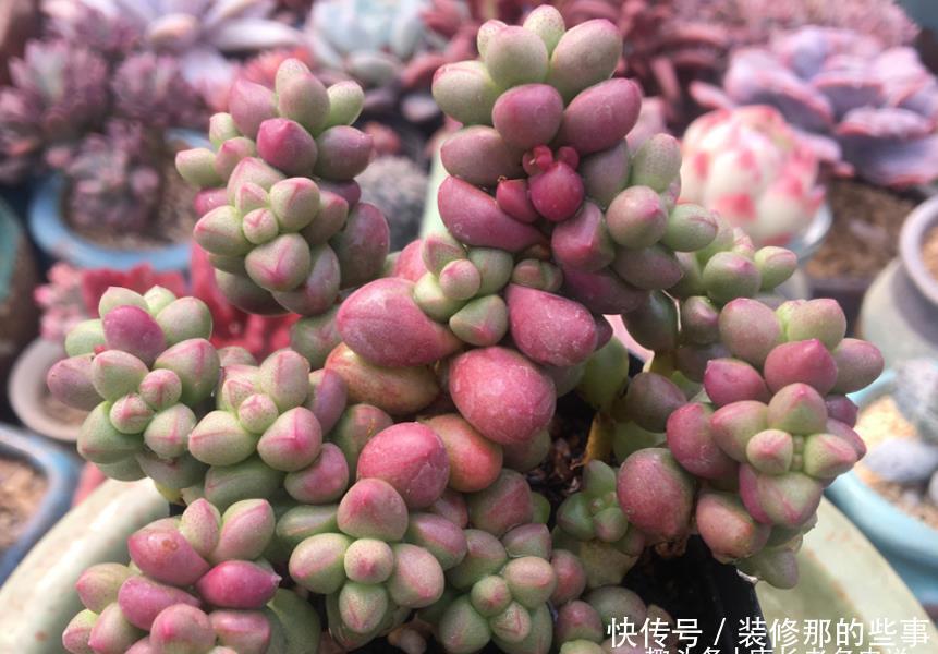 光照|超级萌物紫光多肉,叶片像紫色的糖豆非常可爱,你可能没见过吧?