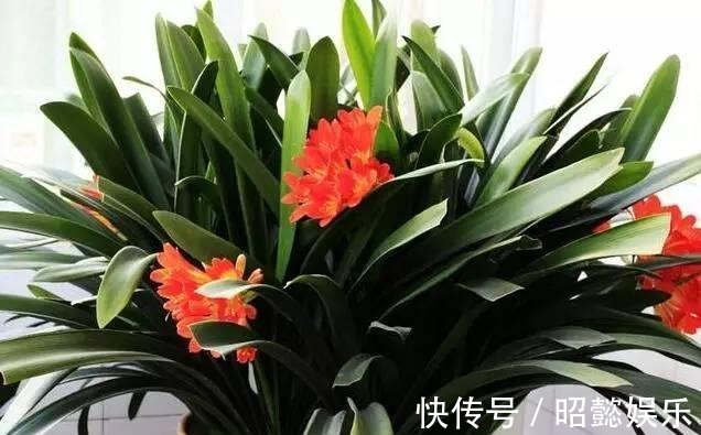 惊艳四座|“熟芝麻”，把君子兰养坏了，开了3朵花，叶子变成连外颜色了。