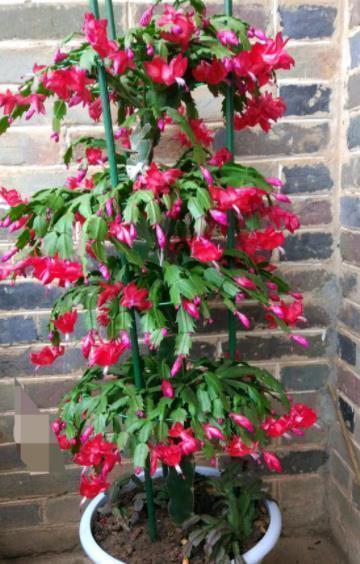 仙人球|5种“耐旱花”,浇水多了就烂根,特别是冬季,断水才能安稳度过