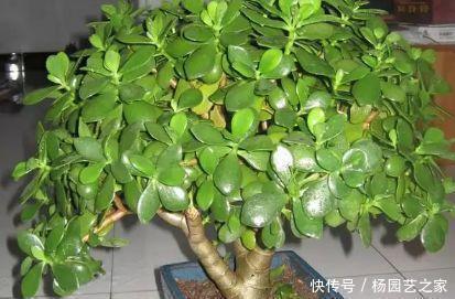 养这花不用太讲究,浇点水扔阳台,整个夏天都爆盆