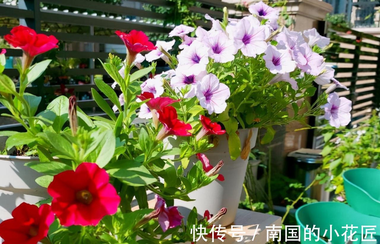 农历九月十八霜降后，养什么花？家里养3种花，健康长寿平安大吉