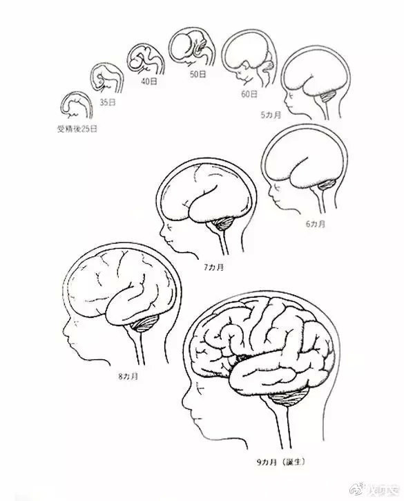 大脑|孩子补充DHA要趁早！DHA保护宝宝视力，促进脑部发育！