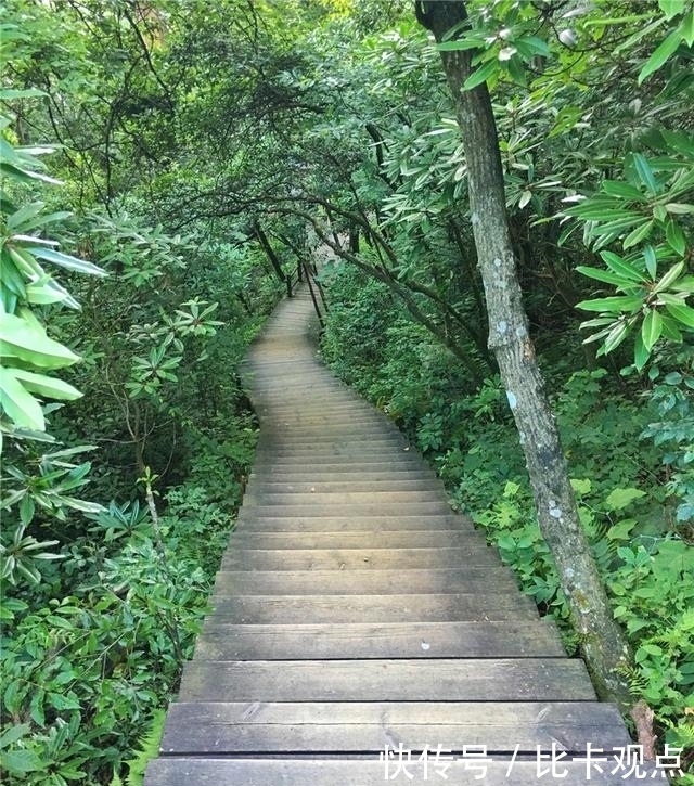 植物|天目山大树王国，全球仅存的五棵天目铁木都在这里