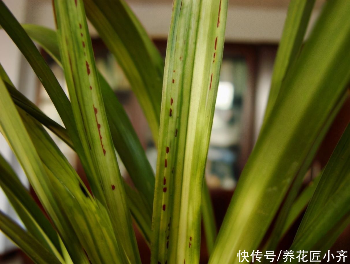 养兰花要学会“观察”，发现叶片上的5个“求救信号”，及时施救