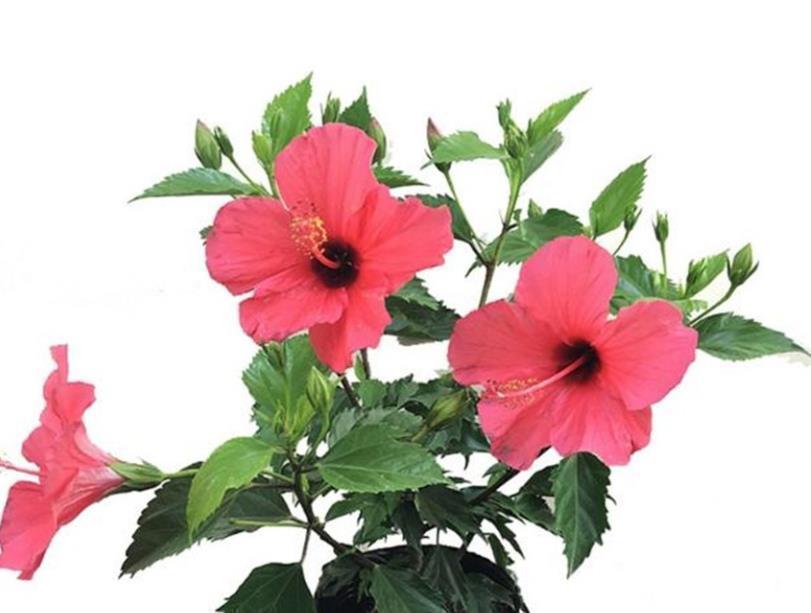 五种花一年到头开不停，四季天天有花看，叶美开花更漂亮