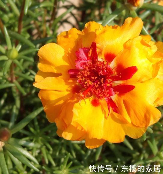 太阳|夏天养护5种花,大太阳下也别躲,越晒越爆盆