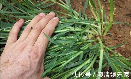 中暑|乡下处处可寻的一种草,是中暑的一剂良药,价值珍贵,药用价值高