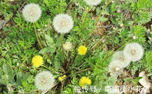 葡萄干|蒲公英和它一起泡水,能够去除肝火、保护肝脏,快试一试吧!