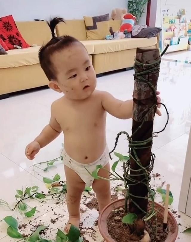 宝宝|奶奶做饭,宝宝趁机给家里的盆栽“做手术”,各忙各的,笑翻网友