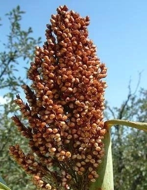 高粱,不仅仅能酿酒,还能做成高粱米高粱醋和高粱饴等