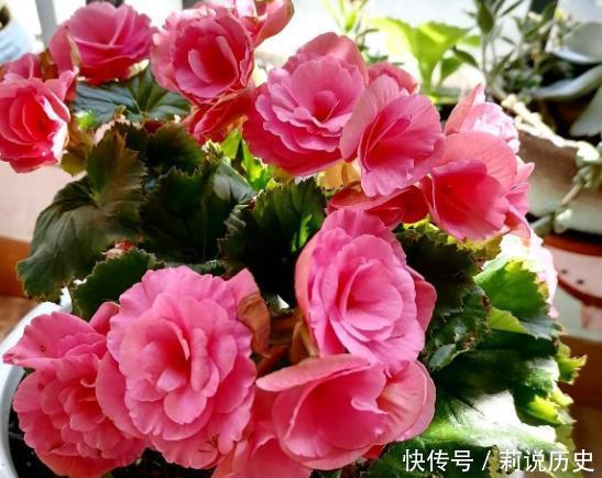 盆栽土发霉对人有害吗