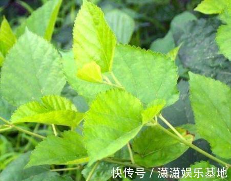 血糖|桑叶能够降低血糖吗?分别听听中医和西医给出的回答!