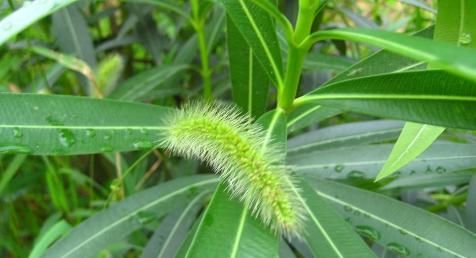  调理脾胃|脾胃病三分靠治，七分靠养！照这方法吃，健脾和胃，专调脾胃问题