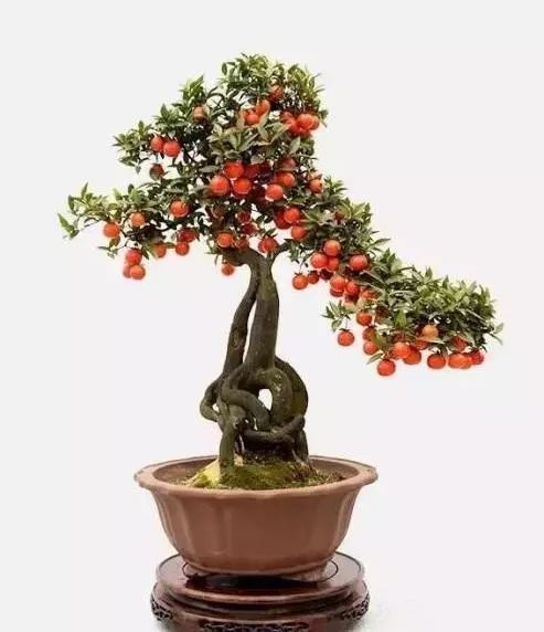 老大爷养了8年的金弹子,当成孙子一样照料,钱多难买无价盆景