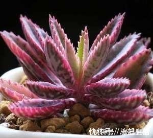 10款紫色系多肉,每一款都浪漫好养,养一盆“紫气东来”!