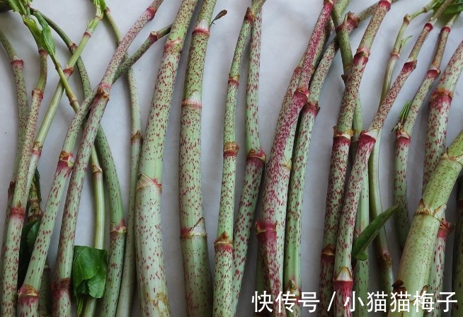 益母草|66种野菜大图片，带你见识不同的野菜和吃法，你想要的野菜这里有