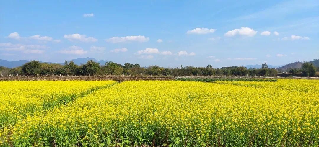 湖北人|春节，韶关人的赏花地图