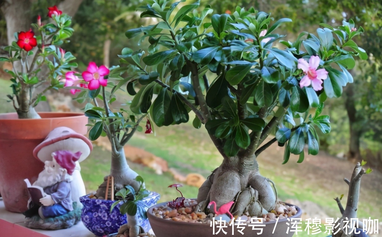 铁树|养花“贵精”不在多,养上这“3种”,谁看了都喜欢