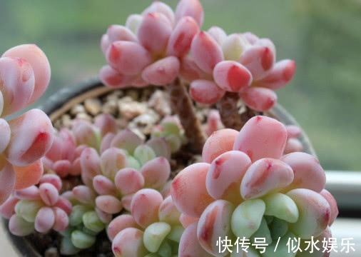 小妙招|多肉劳尔怎么养教你3个盆栽小妙招,养出红润饱满的劳尔