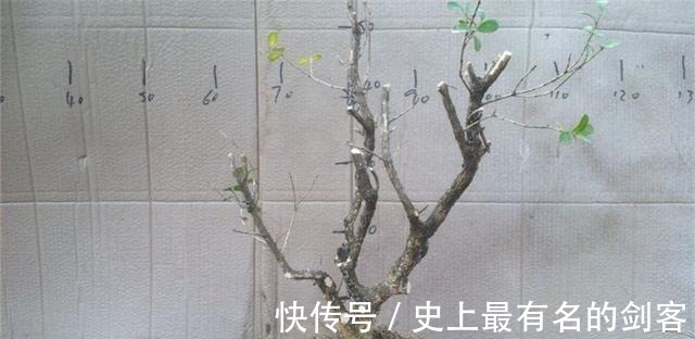 光照|黄杨盆景姿态优美是如何制作的后期养护,盆景制作方法在这里!