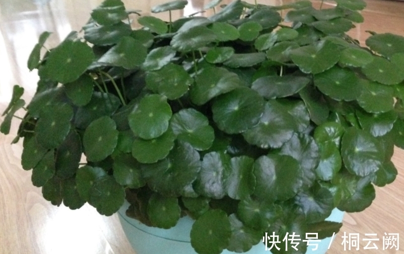 这4种植物虽适合园艺新人练手,但想养好,却需掌握住浇水的诀窍