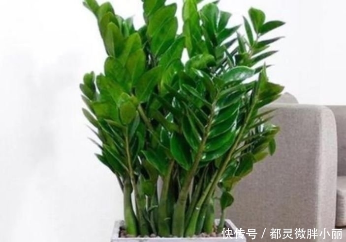 虎皮兰|家里要养3种花，吉祥又喜庆，时来运转，越过越富裕有钱