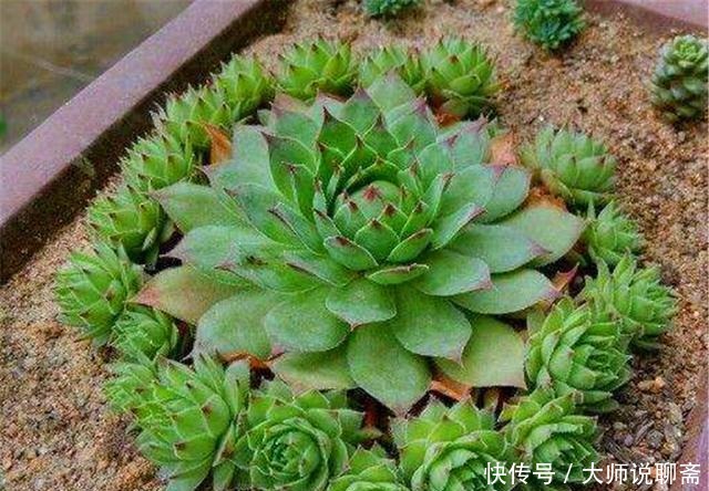 观音莲|3种最精美绿色多肉,要求低好养护,比工艺品还漂亮,最适合新手