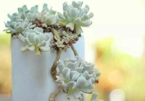 这6种多肉，不浇水都能爆盆，你能养死我不服！