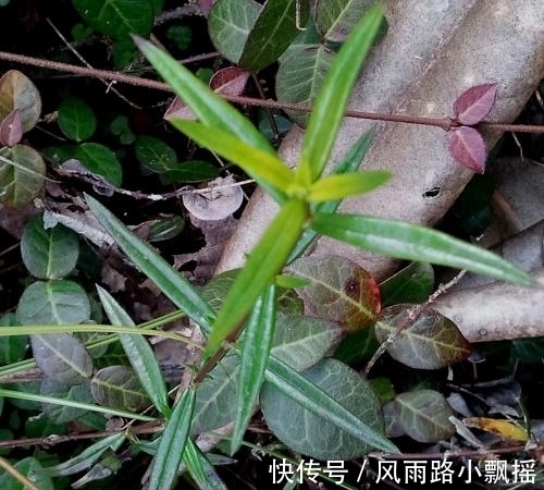 抑毒|农地里的“草”，人称“蛇总管”，是味镇痛抑毒的良药