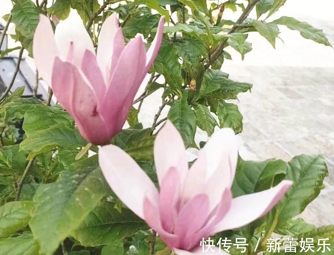 玉兰|家门口种棵“吉祥花”，满树都开花，还有“镇宅”好兆头