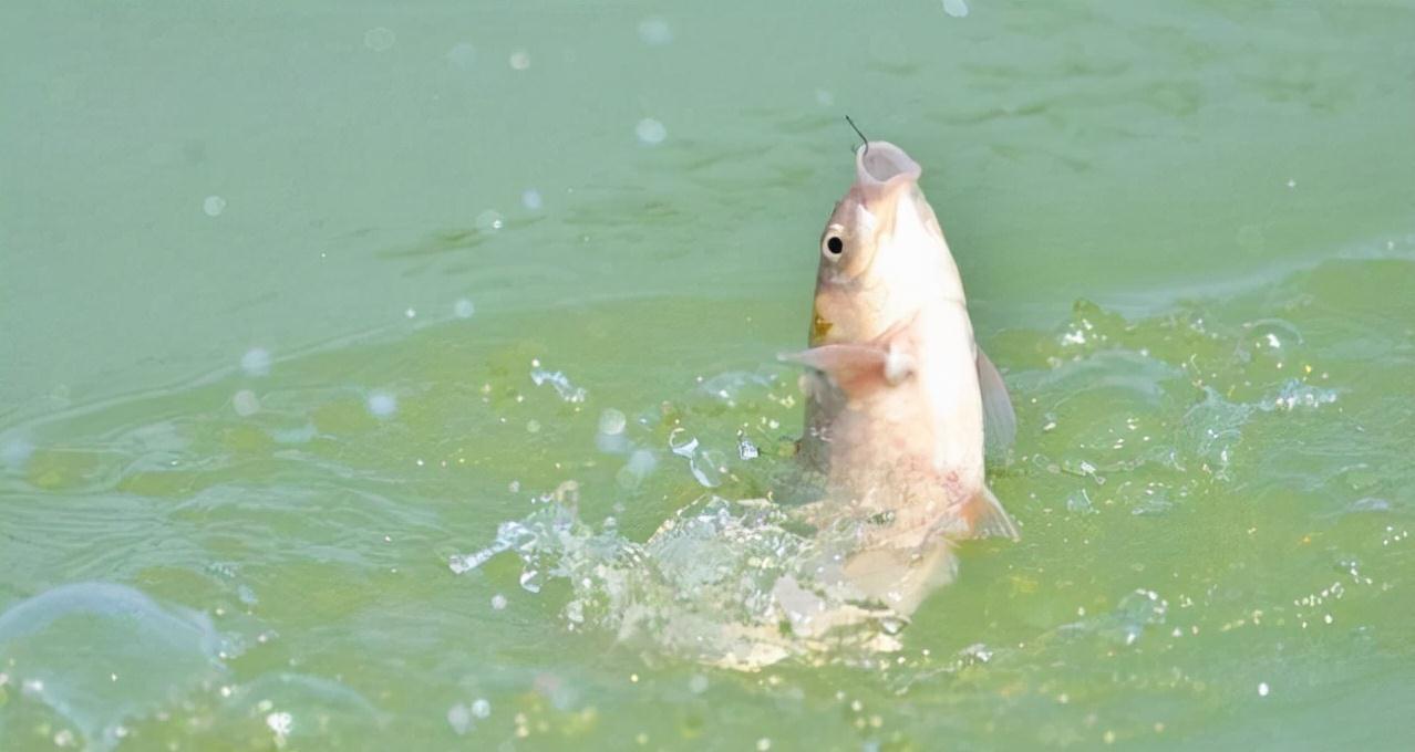 钓组的主线和子线，搭配起来并不难，参照这几条，保证不切线