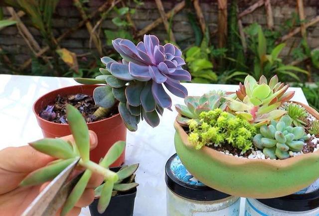 6种花，一长高就“变丑”，越矮胖越“漂亮”，要舍得剪！