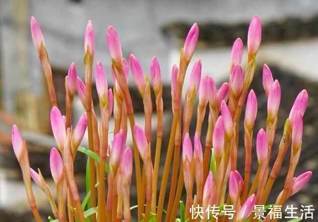 雨水|7种花夏天爱淋雨,越淋长得越欢,多淋几次,肥料都省了