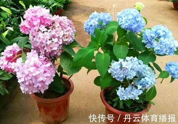 养花缺少磷钾肥:学会自制技巧,往花盆里放一点养啥植物都旺