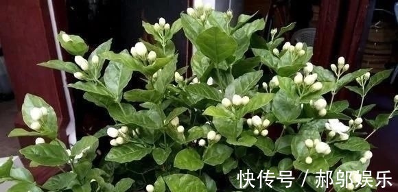 酸水|这四种酸水浇花，1个月浇一次，叶子浓绿、开花稠密