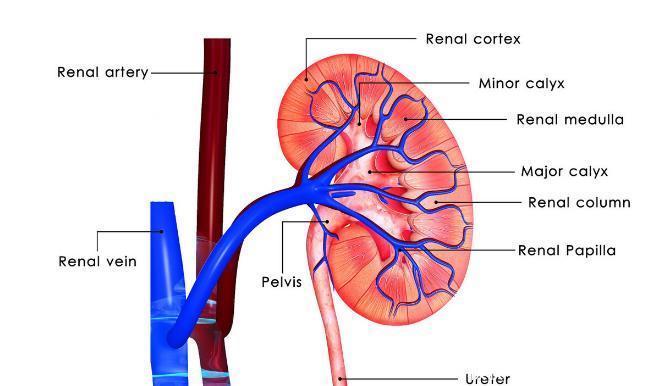 血肌酐|判断肾病轻重,别再被肌酐“支配”!有一项重要指标很多人漏了