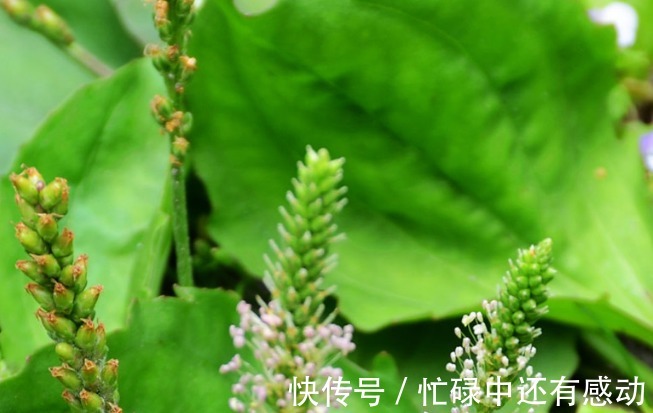 叶基生|此两种草可清热解毒,一种踪迹难寻,另一种农村随处可见