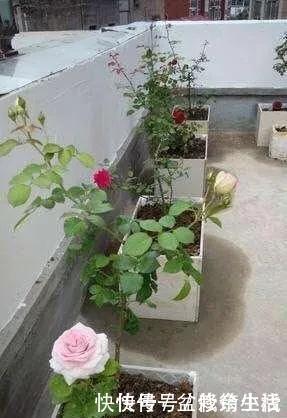 旧物|家中旧物拿来养花,1个花盆也不用买,种了满屋的花,漂亮实用