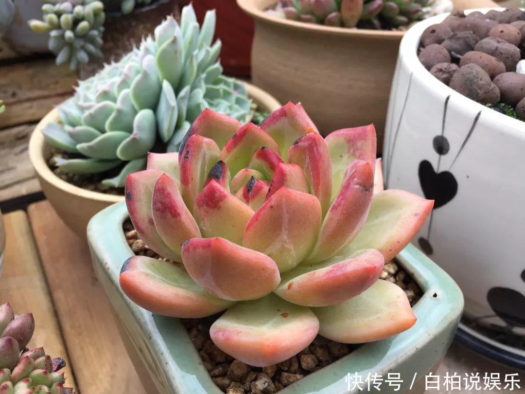 女婿在楼顶养多肉,村里人都跑来参观,丈母娘高兴坏了!