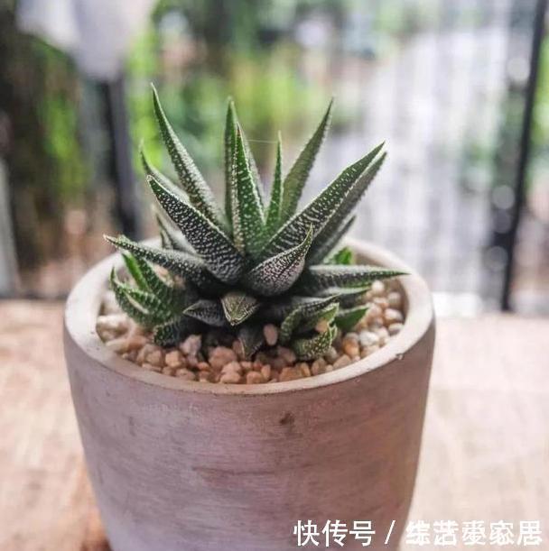 多肉植物''夏必死''摸清5个门道,新手花友入手不再犯愁