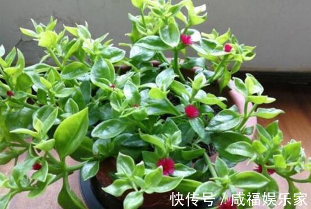 此“吊兰”不一般,剪根枝条插土里,既能当花看,又能当菜吃