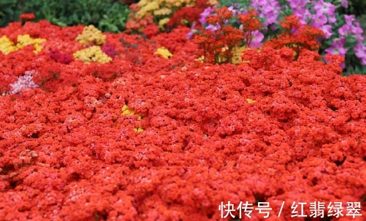 长寿花有“4喜4怕”,把它记到脑袋里,爆盆开花很容易!