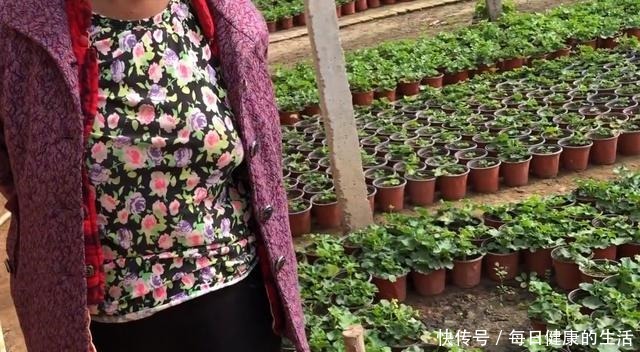 74岁老奶奶种天竺葵,一盆卖3块老桩卖30,别人转手卖100!
