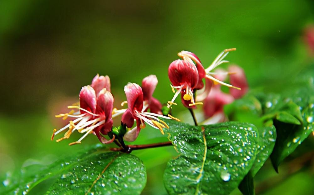 卫生间养三耐阴花,清新空气易疯长,让室内更有生机